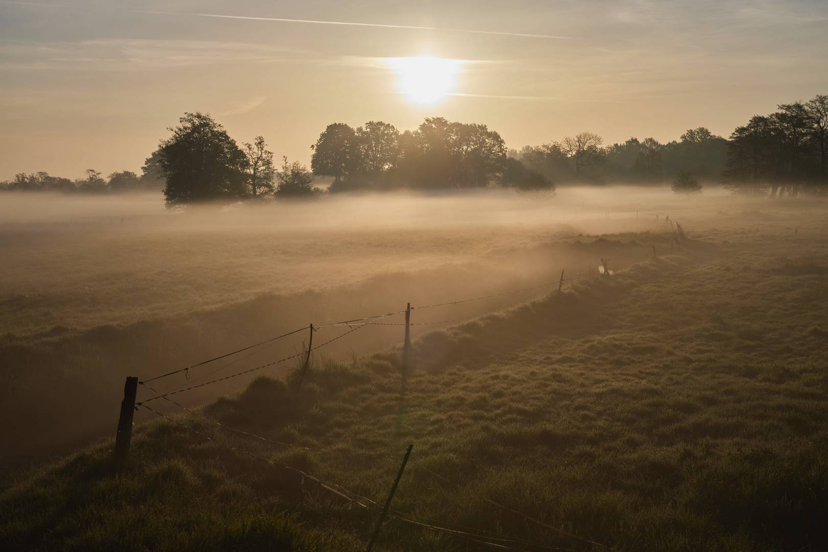 Mai-Nebel