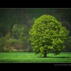 Mai Quietsch Grün 2008