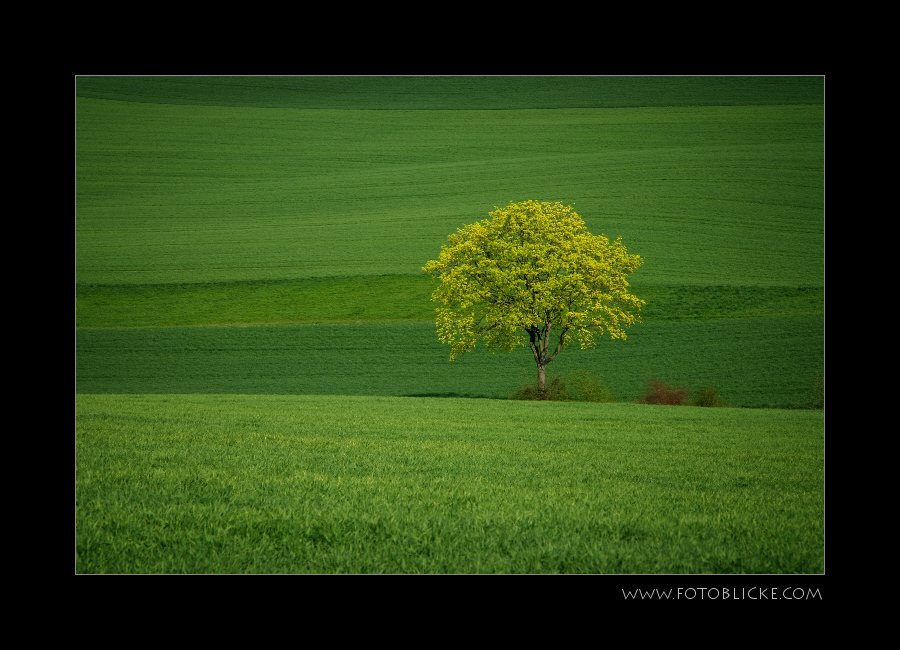 Mai Quietsch Grün 2009