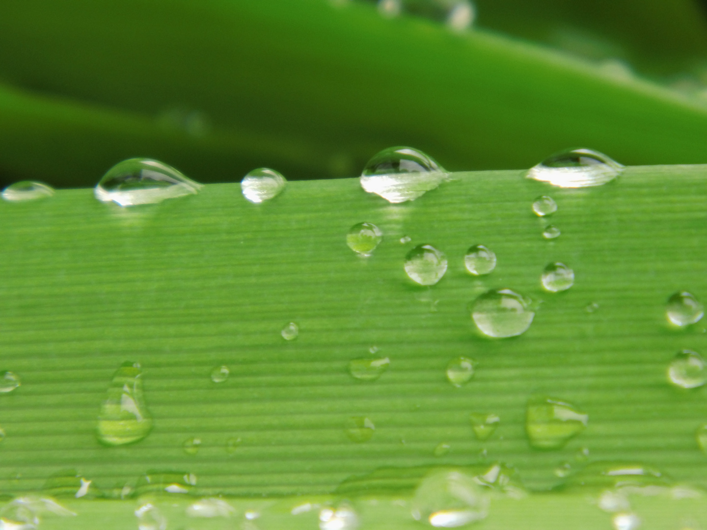 Mai-Regen-Tropfen