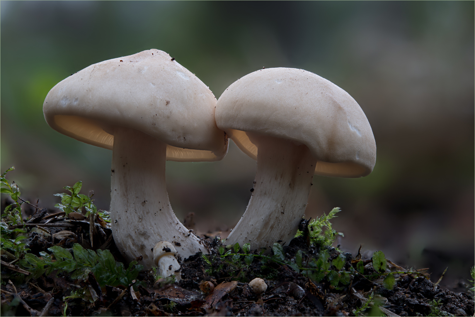 Mai-Ritterling (Calocybe gambosa)