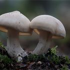 Mai-Ritterling (Calocybe gambosa)