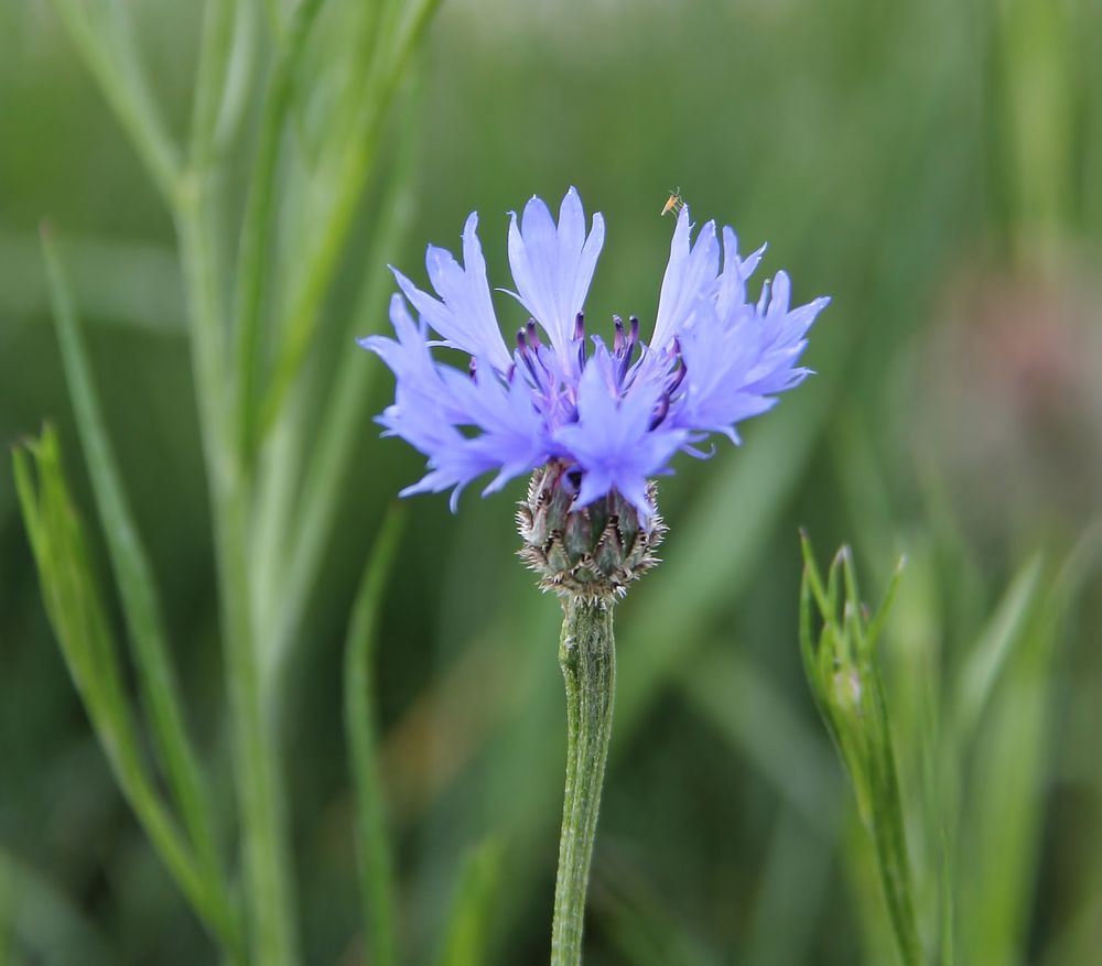 Mai-Schönheit in Blau