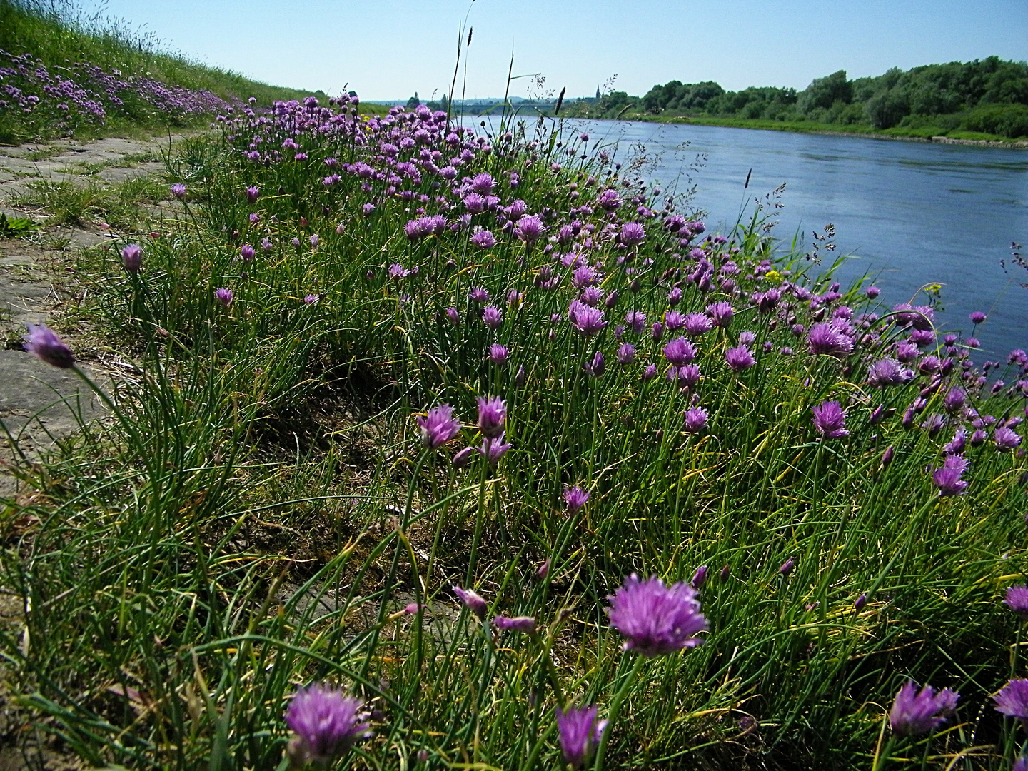 Mai-Schönheiten