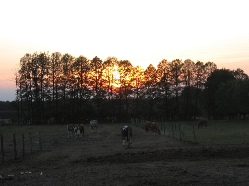 Mai-Sonnenuntergang im Fläming