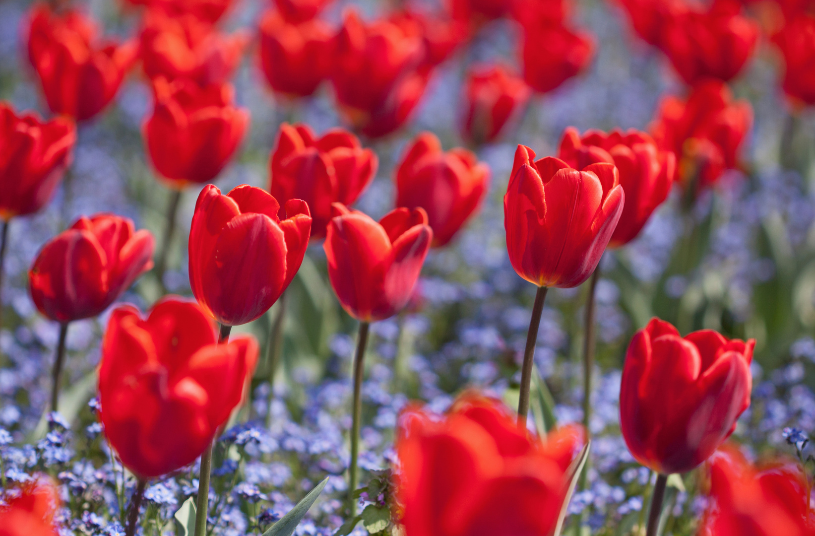 Mai-Tulpen der Wilhelma