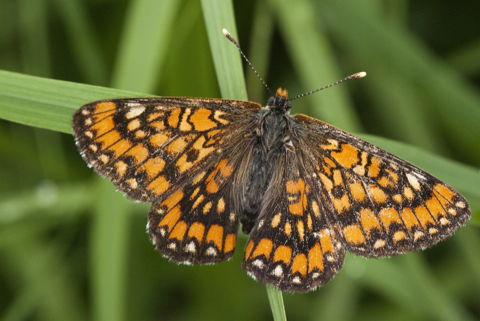 Mai-Vogel 2 (Euphydrias maturna)