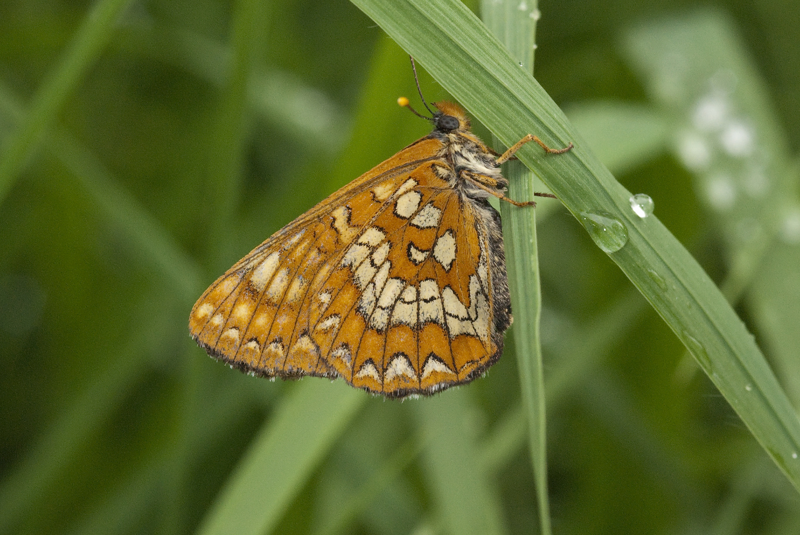 Mai-Vogel (Euphydrias maturna)