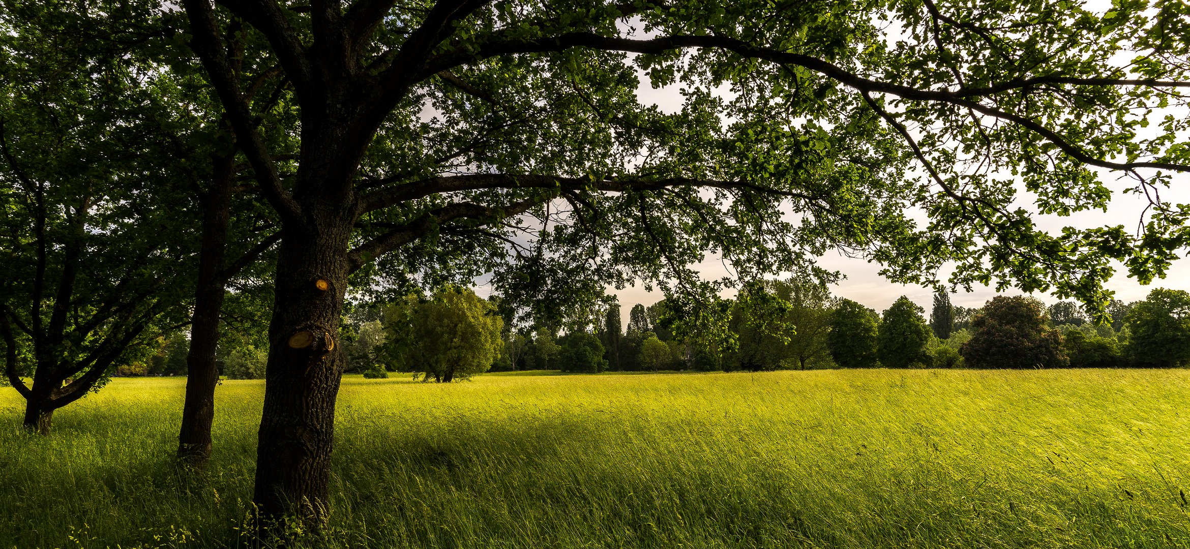 Mai-Wiese am Abend 