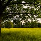 Mai-Wiese am Abend 