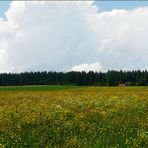 Mai-Wiesen vor unserer Haustüre