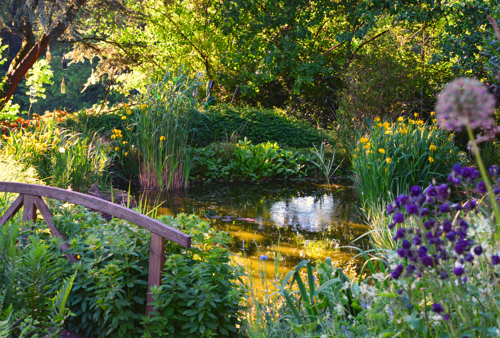 Maiabend am Gartenteich