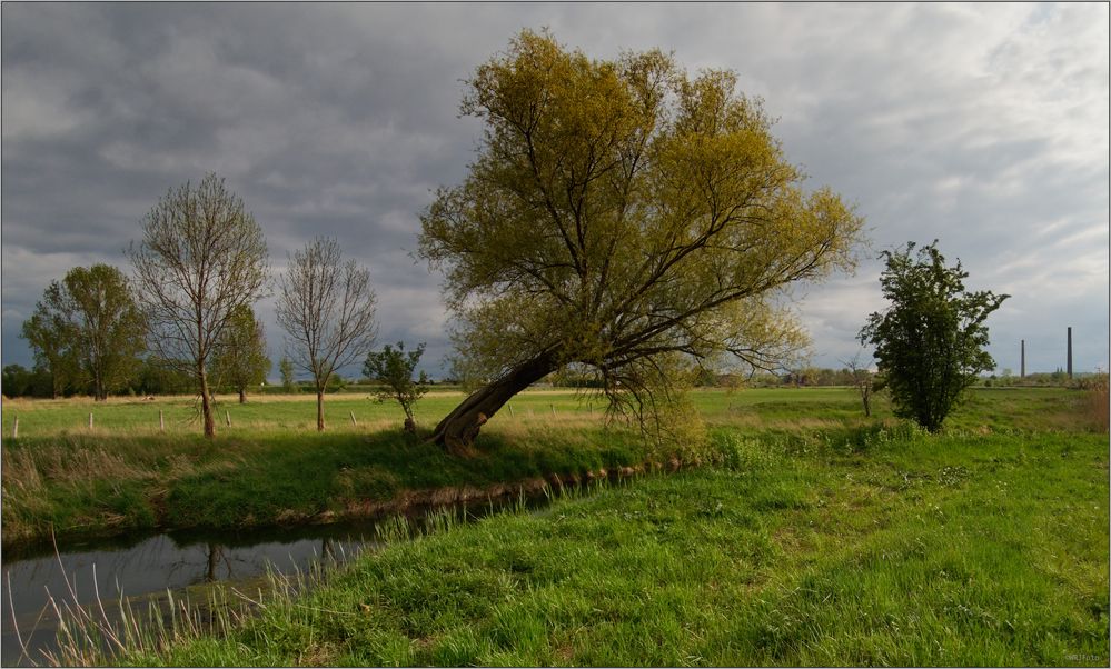 Maiabend auf den Bruchwiesen