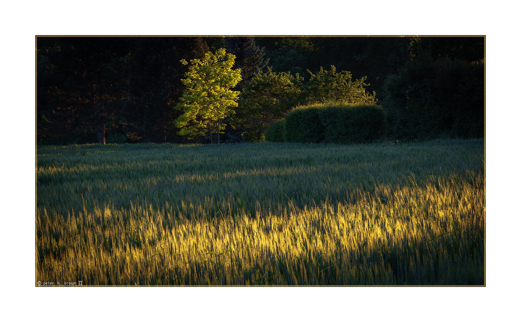 Maiabend im Kornfeld