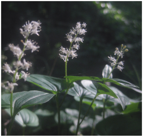 Maianthemum bifolium