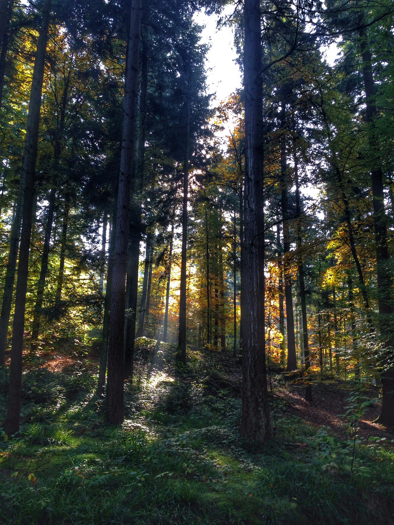 Maibach - Tiergarten (Oberkirch)