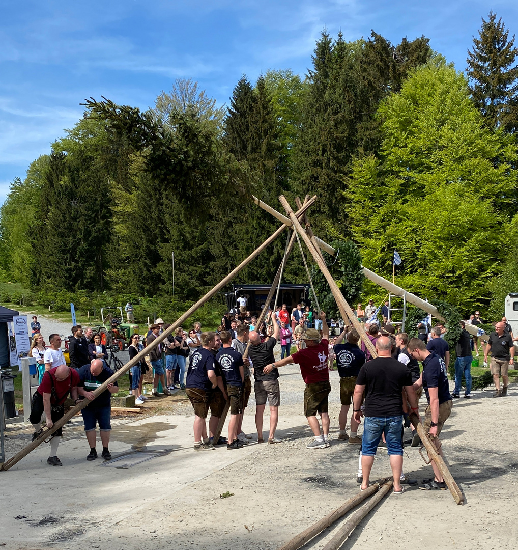 Maibaum . 2