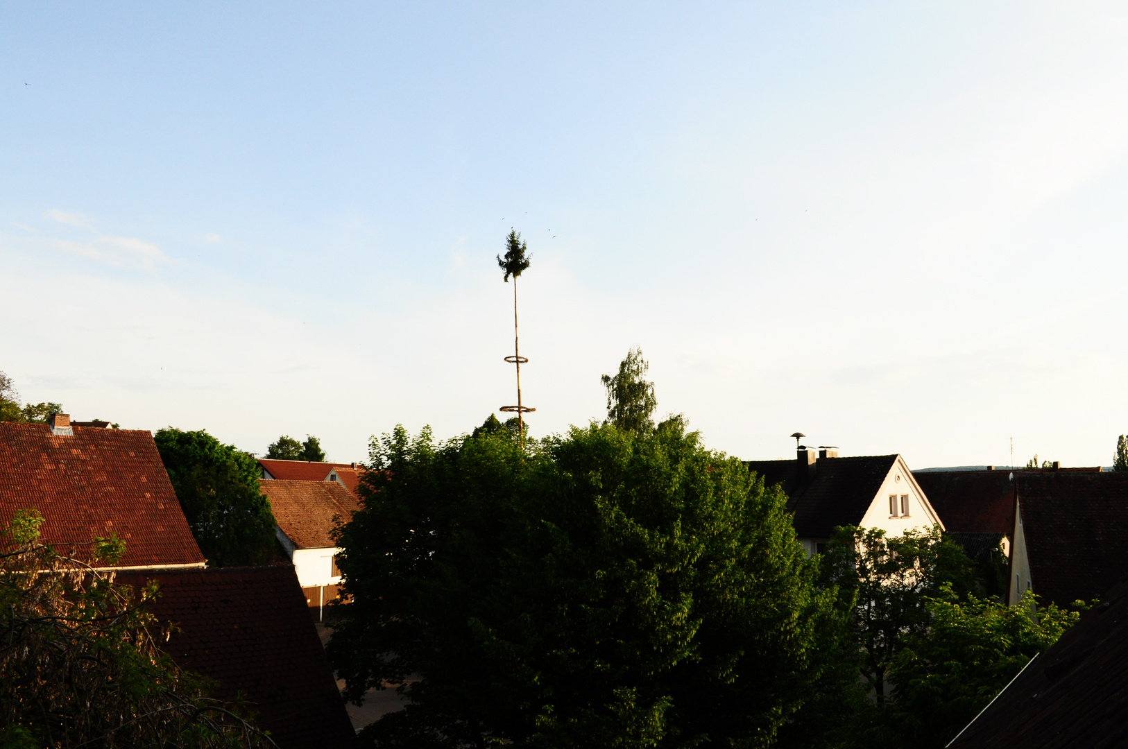 Maibaum 2011