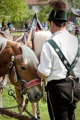 Maibaum 2011_1