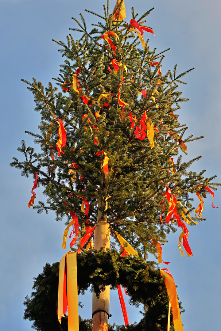 Maibaum 2024 in Stettfeld