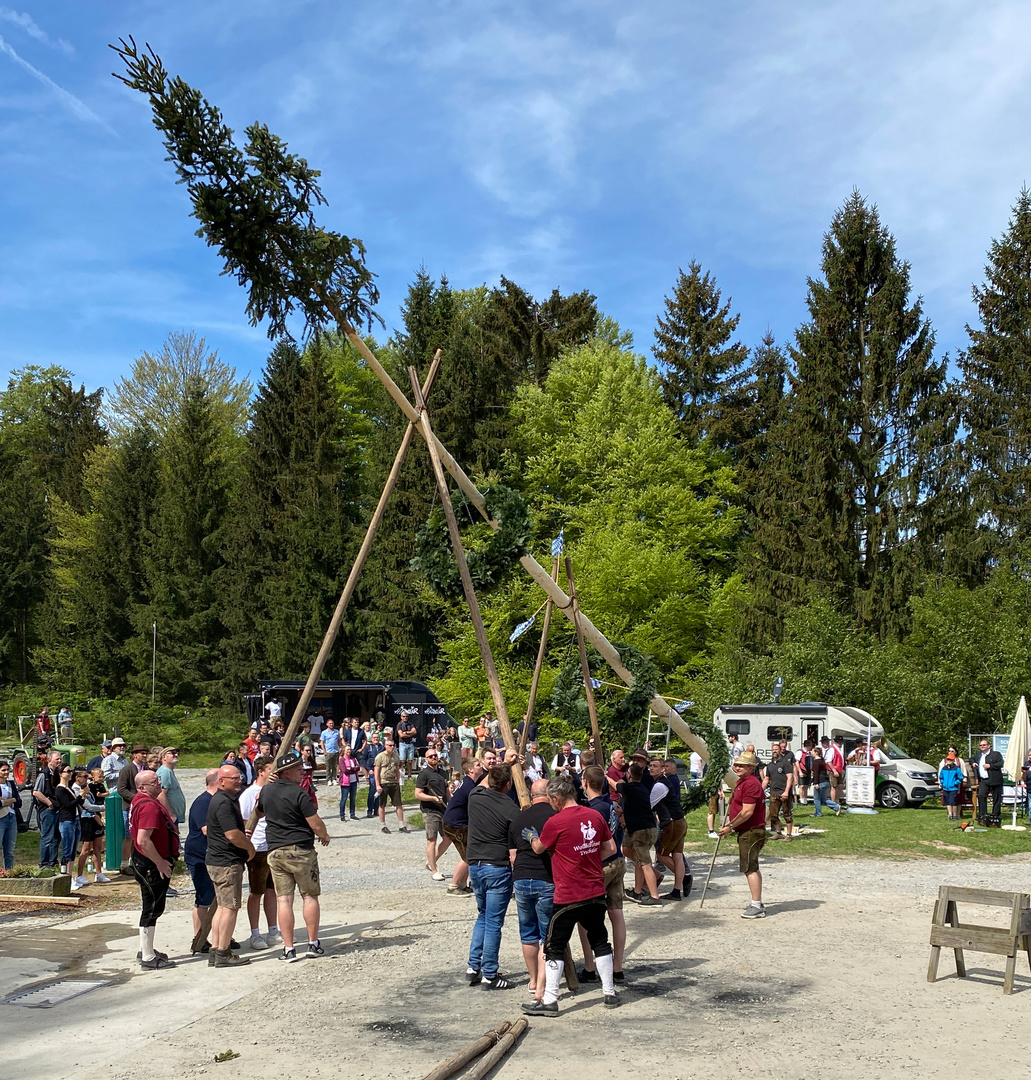 Maibaum . 3