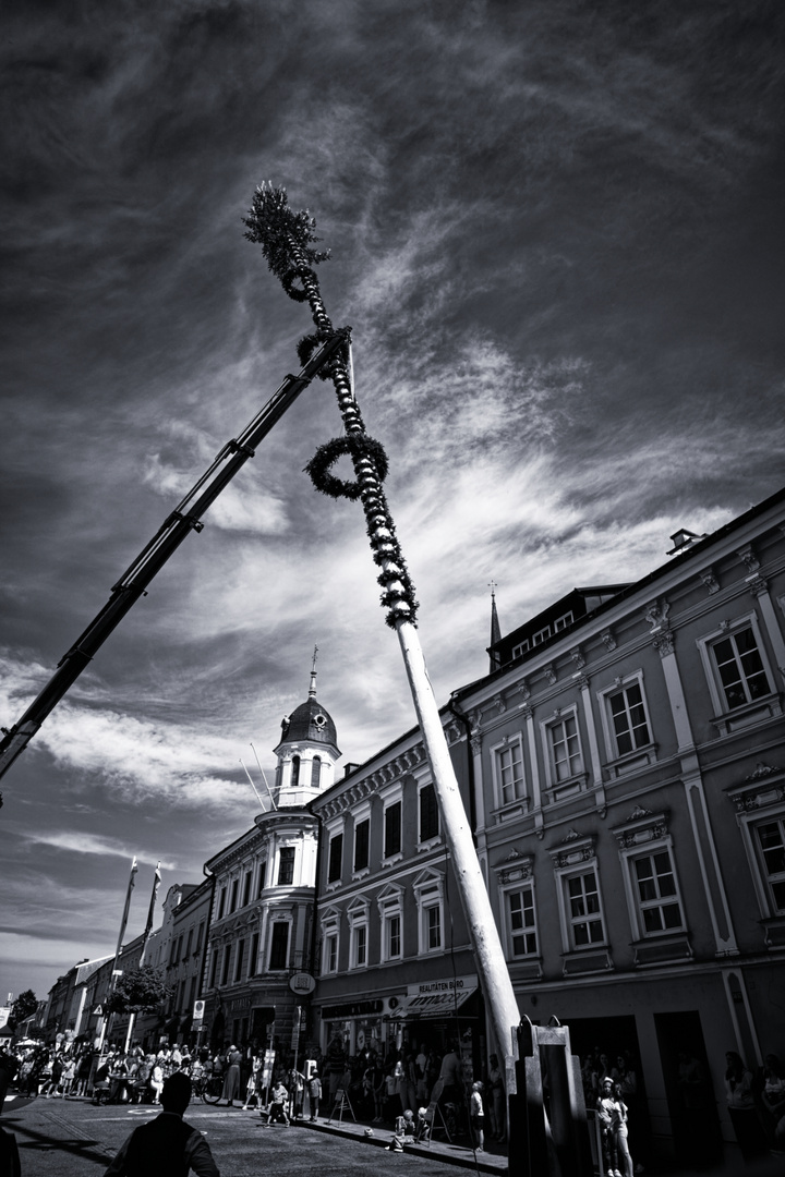 Maibaum 4