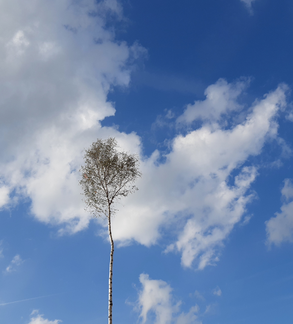 Maibaum