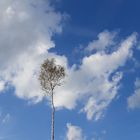 Maibaum