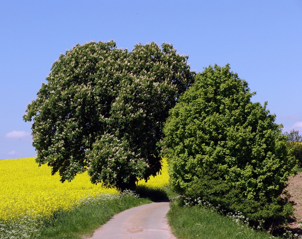 Maibaum