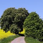 Maibaum