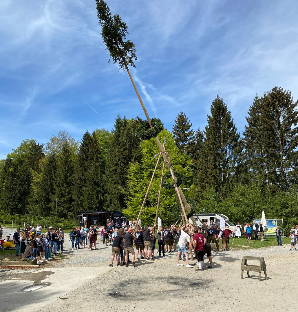 Maibaum . 5