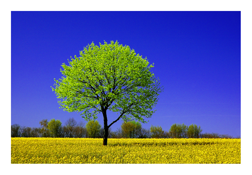 Maibaum