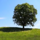 "Maibaum"