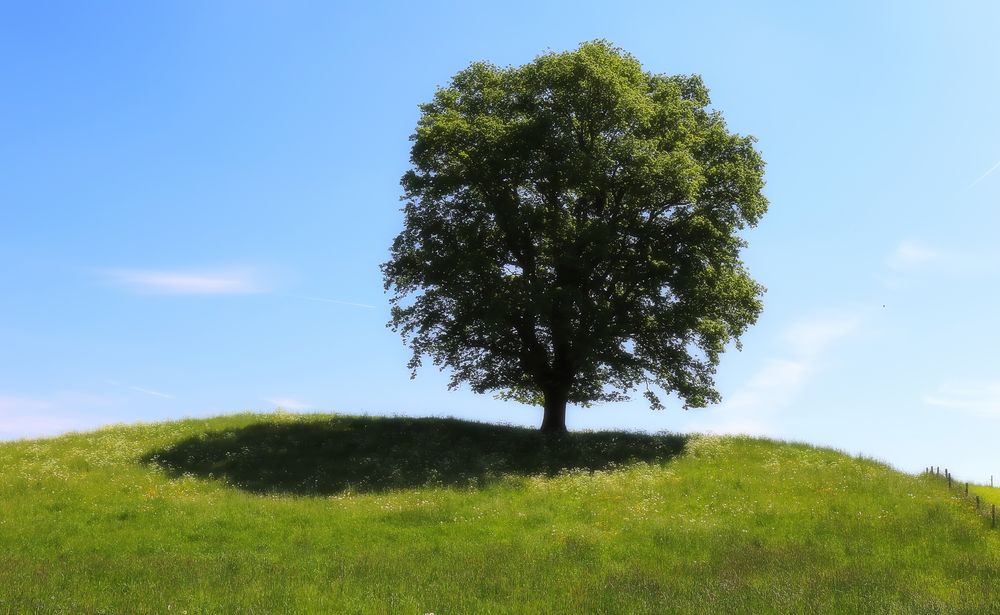 "Maibaum"