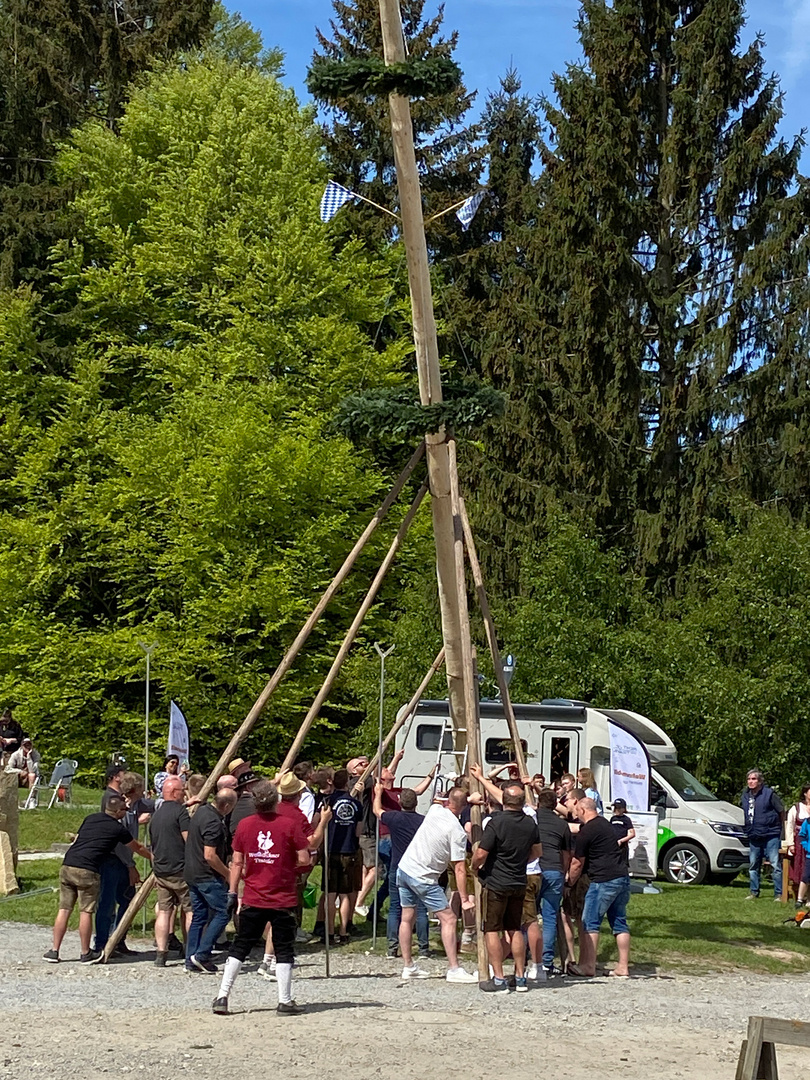 Maibaum . 6