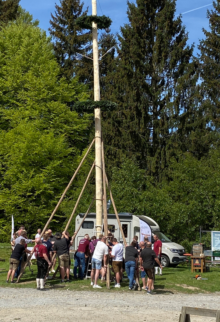 Maibaum . 7