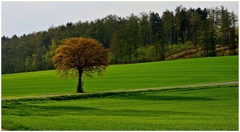 Maibaum