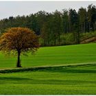 Maibaum