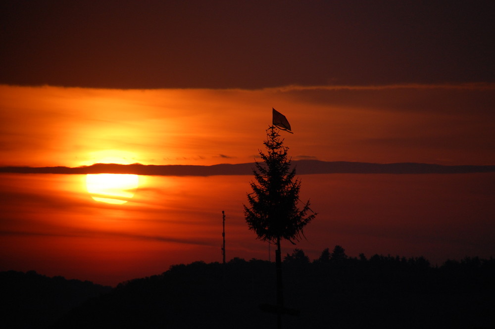 Maibaum am Morgen