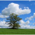 Maibaum- Baum im Mai