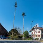 Maibaum- Brauch