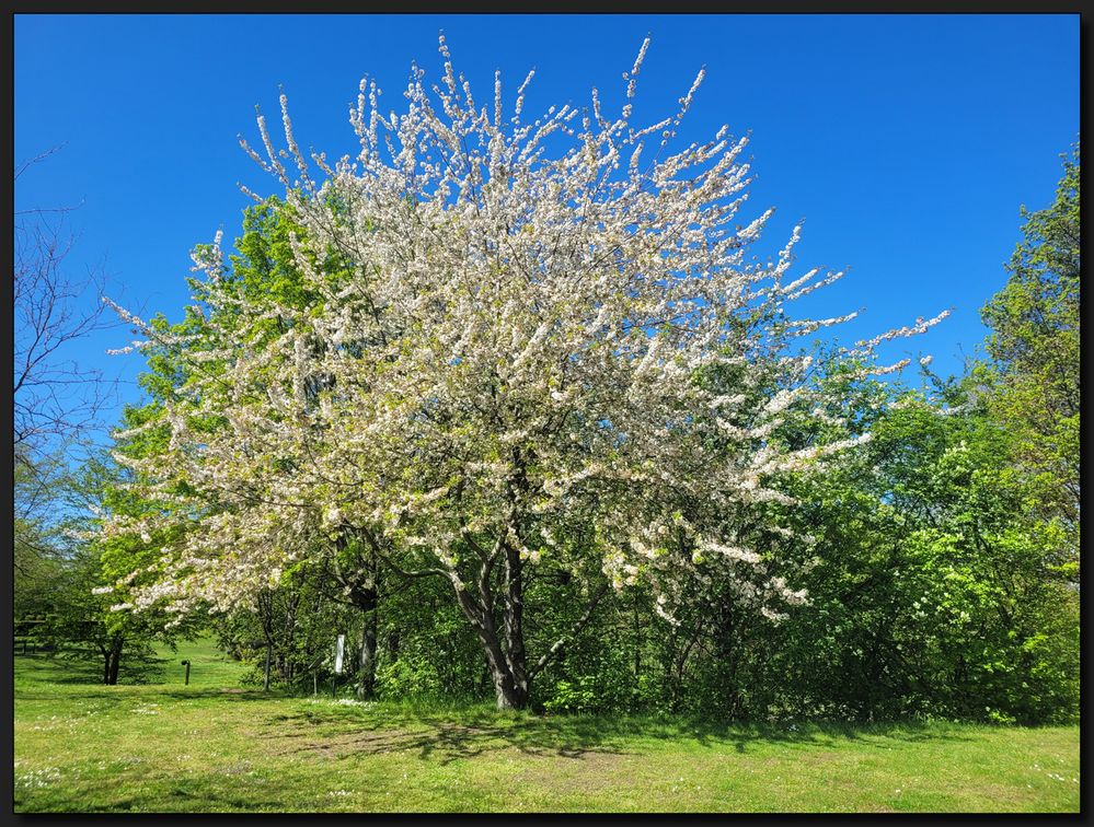 ...MaiBaum...