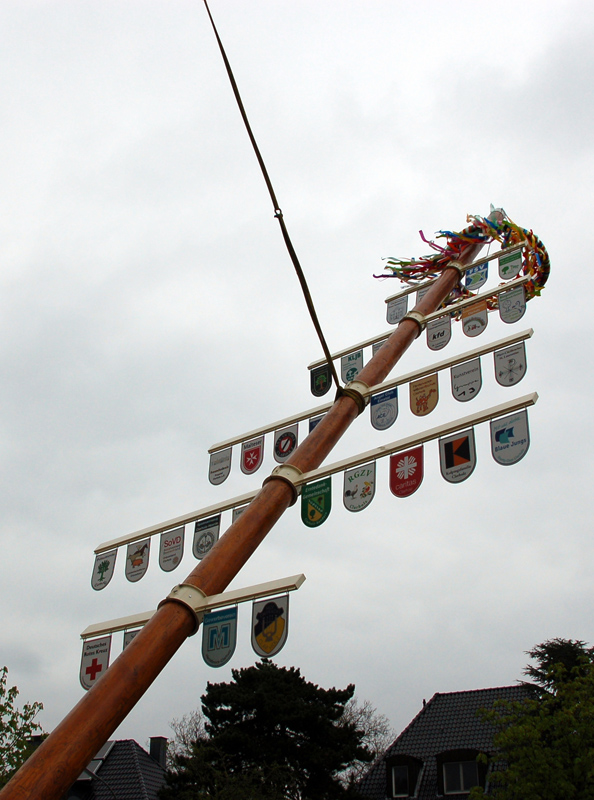 Maibaum der 7.