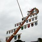 Maibaum der 7.