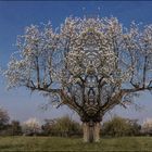 Maibaum