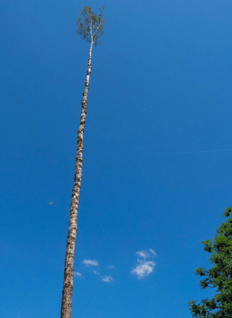 Maibaum