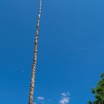 Maibaum