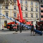 Maibaum fällt