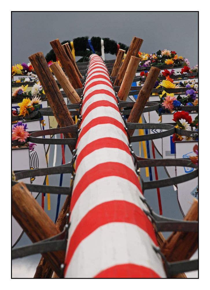 Maibaum in fränkisch-rot