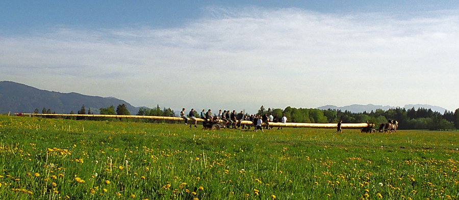 Maibaum-Transport mit Pferdefuhrwerk